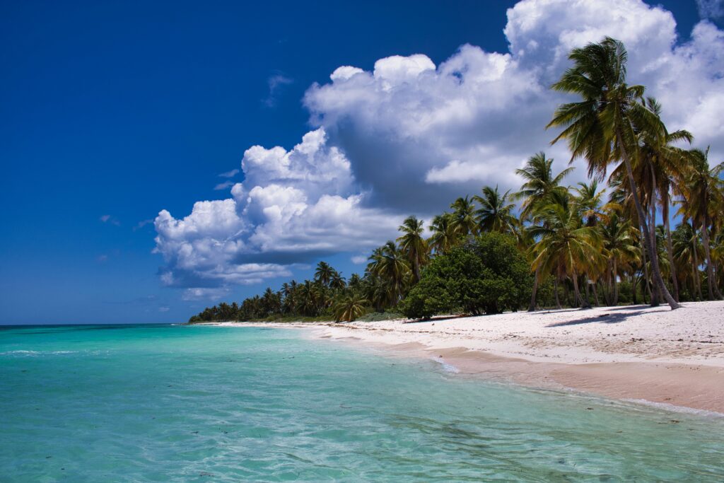 ocean, beach, palm trees